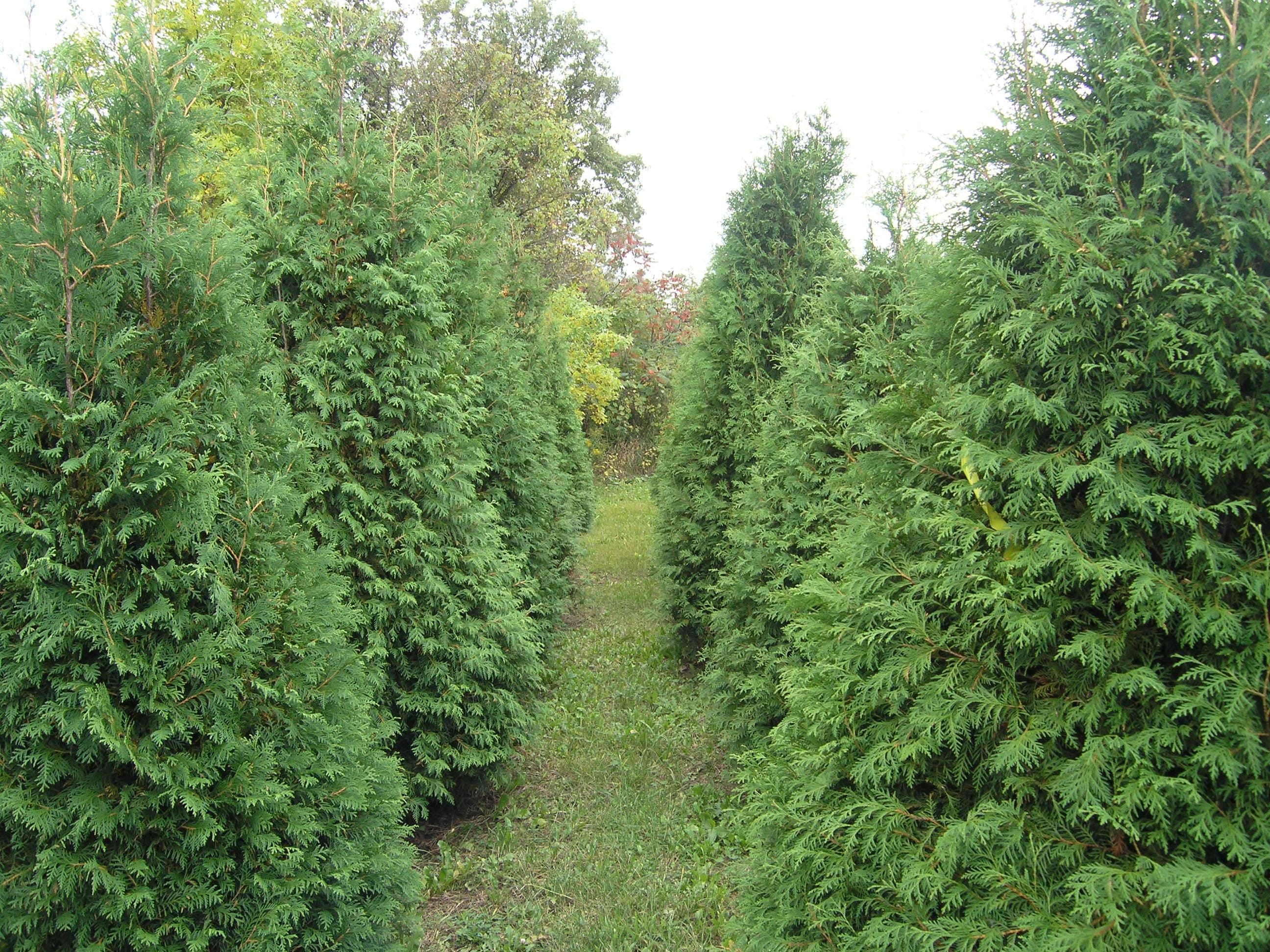 Thuja occidentalis